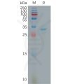 sp-pme101159 fgl1 sp1