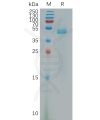 sp-pme101166 pdgfd sp1