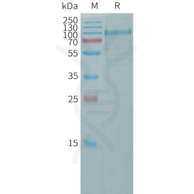 sp-pme101169 cdh10 sp1
