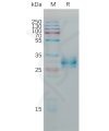 sp-pme101188 cldn6 sp1