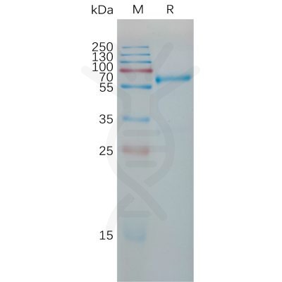 sp-pme101192 timp1 sp1