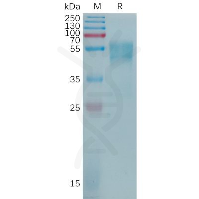 sp-pme101201 cd55 sp1