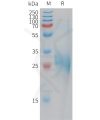 sp-pme101203 clec1b sp1