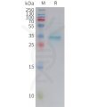 sp-pme101434 pth sp1
