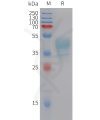 sp-pme101436 cmklr1 sp1