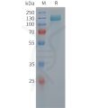 sp-pme101441 mapt sp1