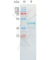 sp-pme101446 ccl24 sp1