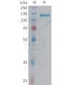 sp-pme101452 c6 sp1