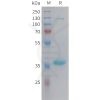 sp-pme101455 npy sp1