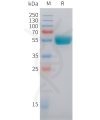 sp-pme101485 il29 sp1