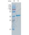 sp-pme101488 igf2 sp1