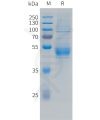 sp-pme101489 nkg2c sp1