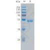 sp-pme101491 vegf165 sp1