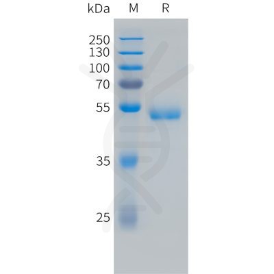 sp-pme101491 vegf165 sp1