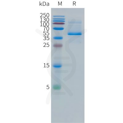 sp-pme101498 dll3 sp1