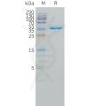 sp-pme101505 dll3 sp1 1