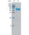 sp-pme101513 or1a1 sp1