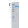 sp-pme101520 pth1r sp1 1
