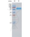 sp-pme101520 pth1r sp1 1