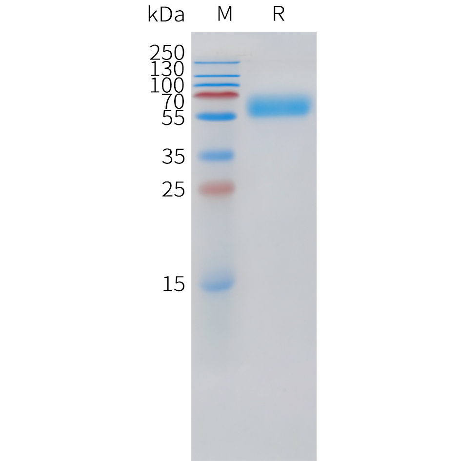 pme101520-pth1r-sp1.jpg