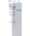 sp-pme101521 vegfd sp1 1
