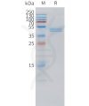 sp-pme101522 cd3g sp1
