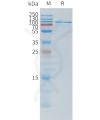 sp-pme101523 tshr sp1