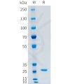 sp-pme101524 cfd sp1