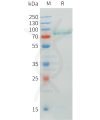 sp-pme101546 crtam sp1
