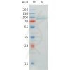 sp-pme101547 crtam sp1