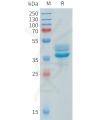 sp-pme101553 AKT1 sp1
