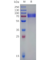 sp-pme101558b cd19 sp1