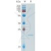 sp-pme101600 msp1d1 sp1