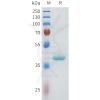 sp-pme101605 nectin 4 sp1