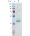 sp-pme101605 nectin 4 sp1