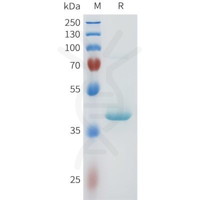 sp-pme101605 nectin 4 sp1