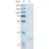 sp-pme101612 fgf2 sp1