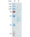 sp-pme101613 cdh3 sp1