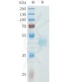 sp-pme101615 cdh3 sp1