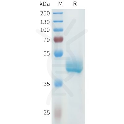 sp-pme101616 cdh3 sp1