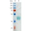 sp-pme101637 csf1r sp1