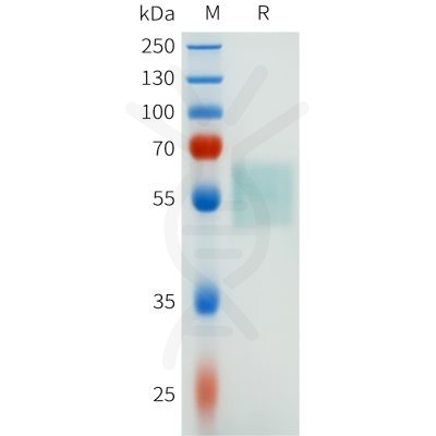 sp-pme101638 csf1r sp1