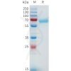 sp-pme101643 nrg1 beta1 sp1