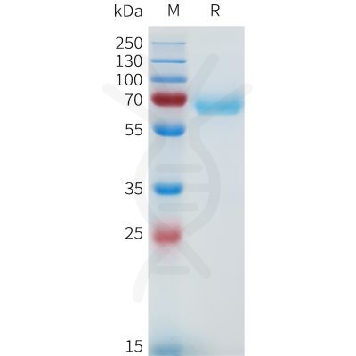 sp-pme101643 nrg1 beta1 sp1