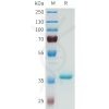 sp-pme101660 dll3 sp1
