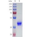 sp-pme101677b bcma sp1