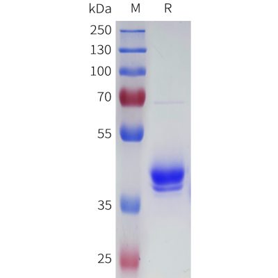 sp-pme101677b bcma sp1