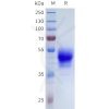 sp-pme101714 oprk sp1