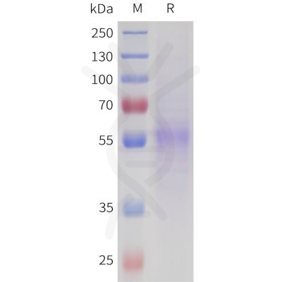 sp-pme101718 nptx2 sp1