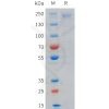 sp-pme101719 lrp6 sp1